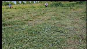 Покос высокой  травы  двумя бензотримерам,.Кошу без кожуха .