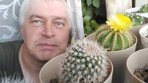 Кактусы. У меня цветёт кактус. Два цветка на кактусе. Сегодня 17 августа 2026 год
