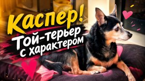 Той-Терьер в почтенном возрасте. 15 лет. КАСПЕР