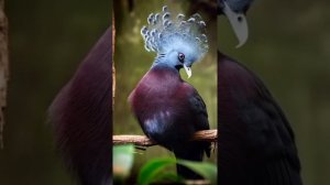 Природа и животный мир создавшие красивых,разных,певчих,необычных птиц.