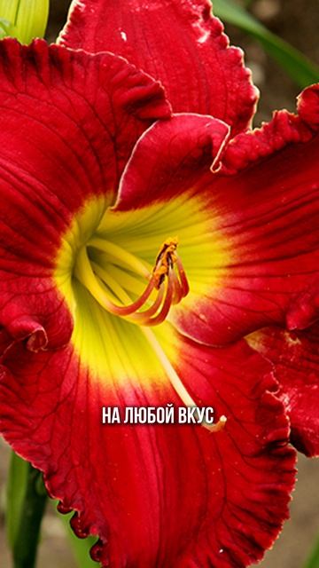 Самое недооцененное растение в саду, которое смотрится стильно в любом цветнике