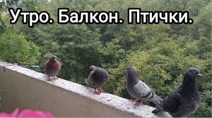 17-08-2026. Утро. Балкон. Птички.