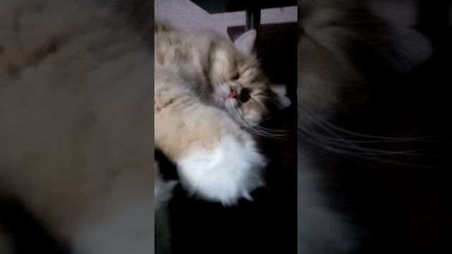 Котик Пуша отдыхает на своём любимом месте.