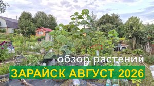 Обзор растений Зарайск август 2026