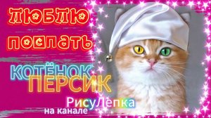 КОТЁНОК ПЕРСИК люблю поспать