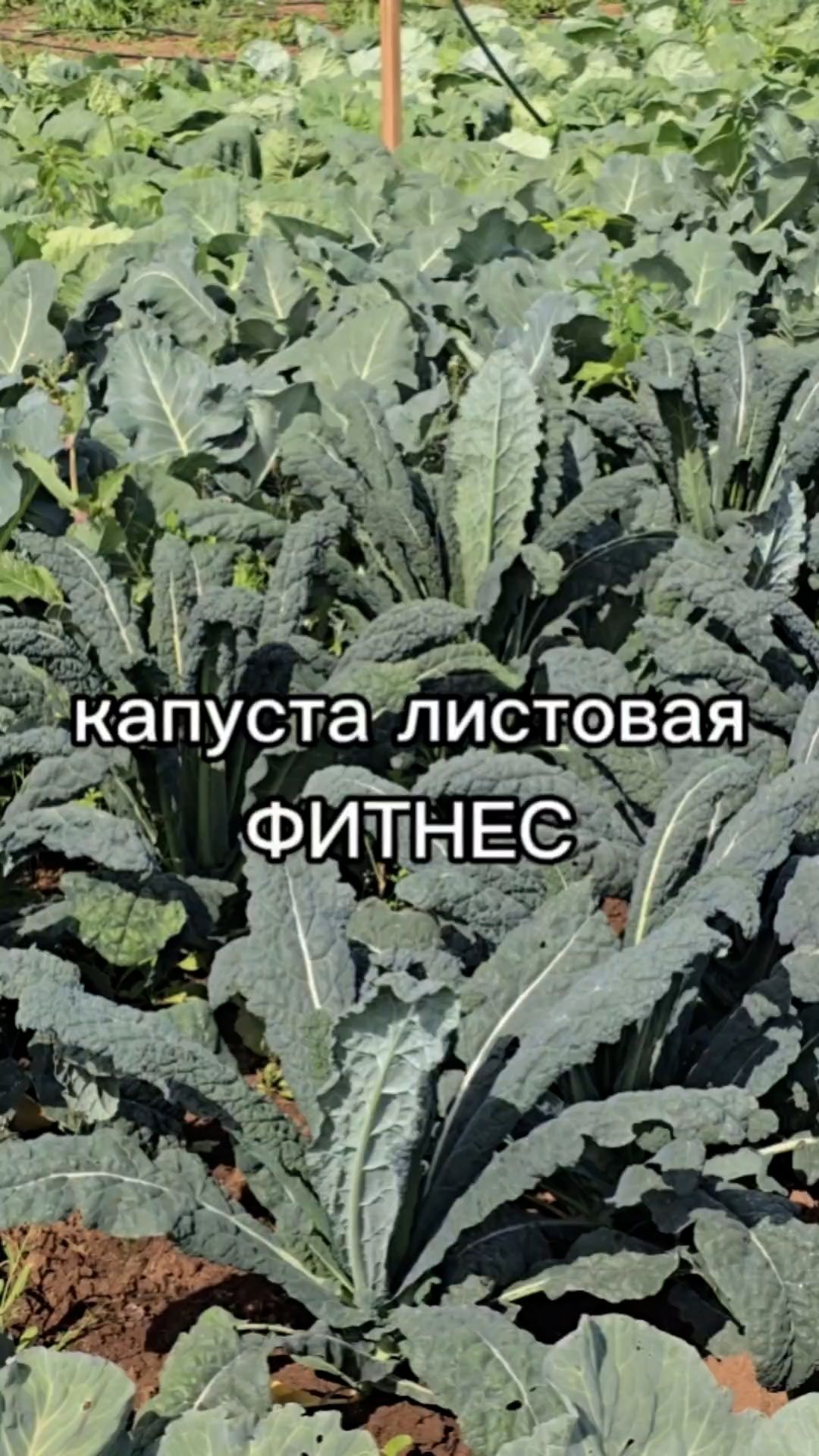 Очень сочная и вкусная капуста.