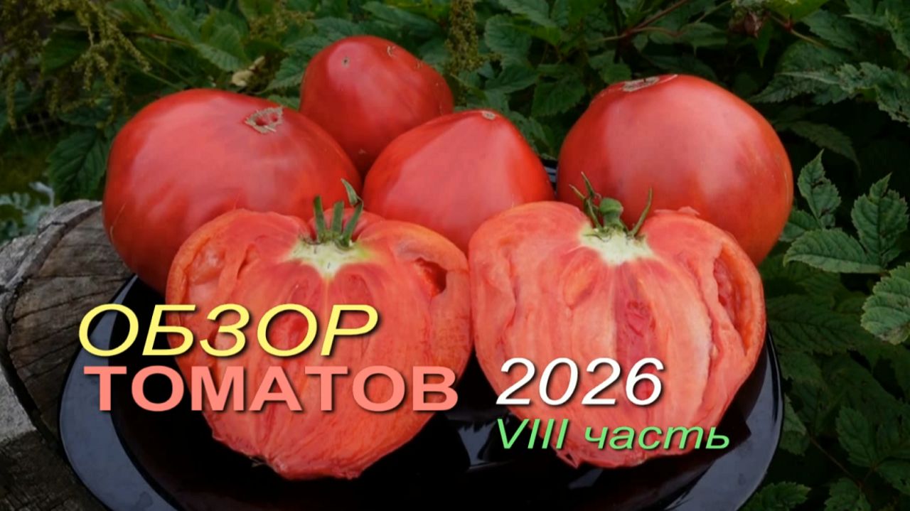 🍅Обзор коллекционных сортов ТОМАТОВ сезона 2026. VIII часть