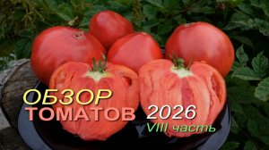 🍅Обзор коллекционных сортов ТОМАТОВ сезона 2026. VIII часть
