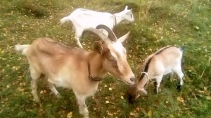 17-08-2026 Гуляю с козами.Учусь варить сыр Халуми. Это было,было...