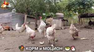 Кормление кур овощами и фруктами для зарядки и от скуки 🥗🐓🤗  (128)