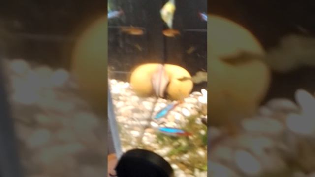 Самые популярные в мире рыбы