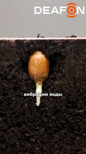 Удивительный слух растений: как они слышат врагов и друзей #растения #наука #биология