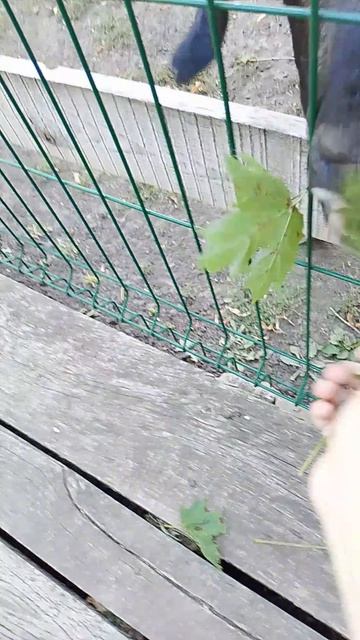кормим коз и овец ❤😋