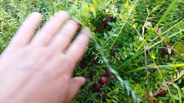 Клюква крупноплодная Пилигрим.