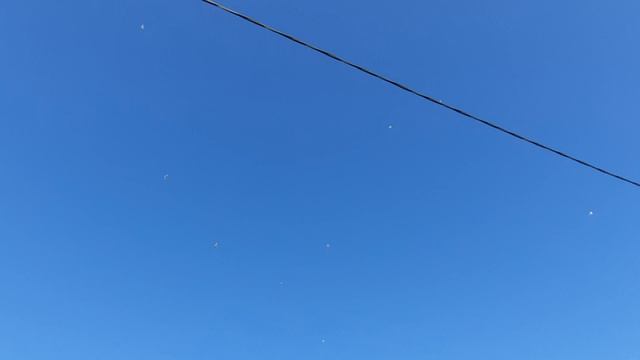 17.08.26 г. Андижанская порода голубей (2)