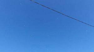 17.08.26 г. Андижанская порода голубей (2)