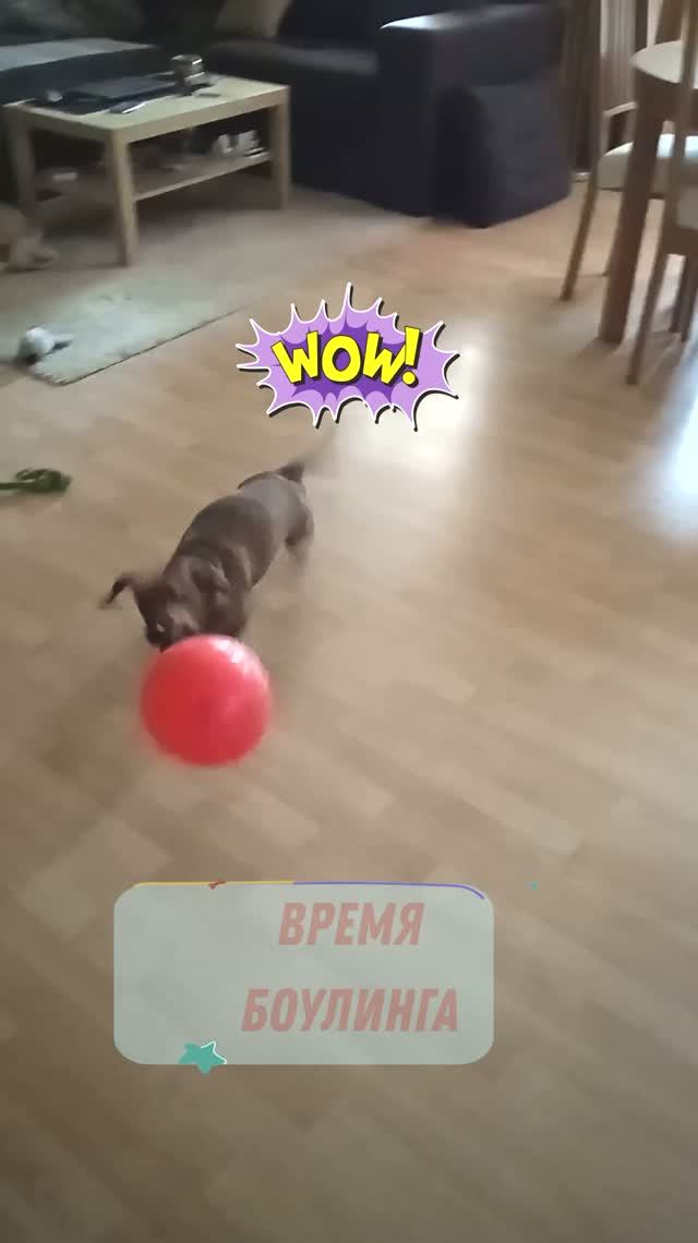 Буду играть в боулинг обрадовалась такса Алиса и ...