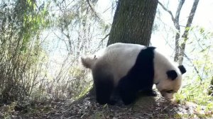 🐼Китайские учёные показали обычный день панды
