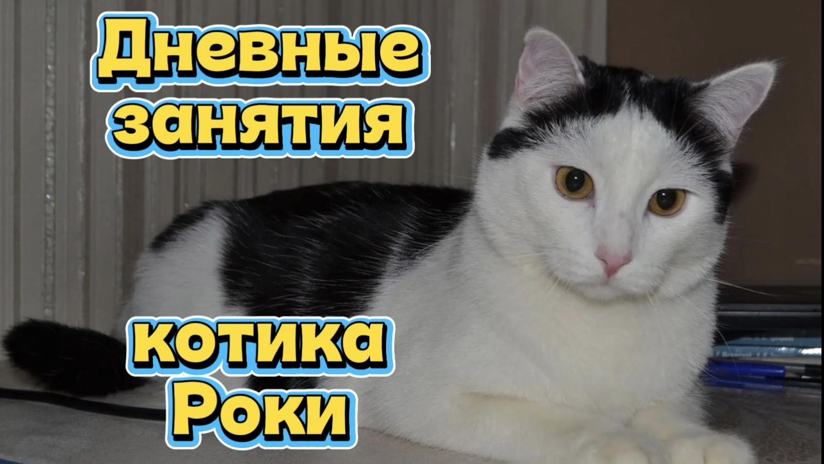 Чем занимается Роки😻