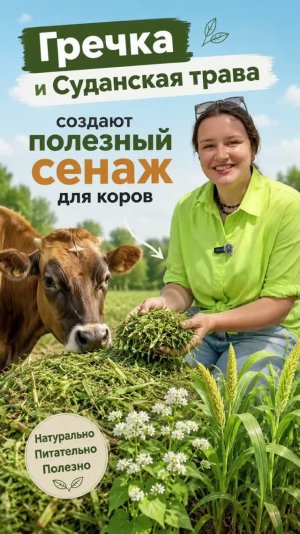 Гречка и Суданская трава - отличный сенаж для коров