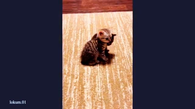 Приколы с КОШКАМИ 😹😹😹  забавные животные 😂😂😂🤣 FUNNY CATS 🤣😹🤣