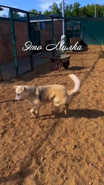 Это Милка? Это Милка! ❥ Приют в Малинках