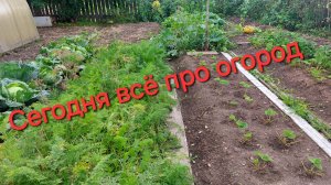 Сегодня мы в огороде. 17.08.2026