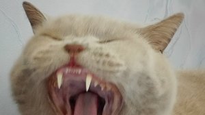 🤳🐈⬛