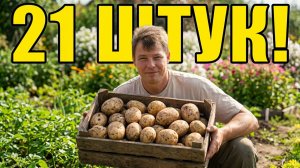 21 картофелина с куста! Что я сделал не так, а что — правильно