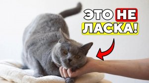 Вот Почему Твоя Кошка НЕ ДУМАЕТ, Что Ты Её Гладишь!