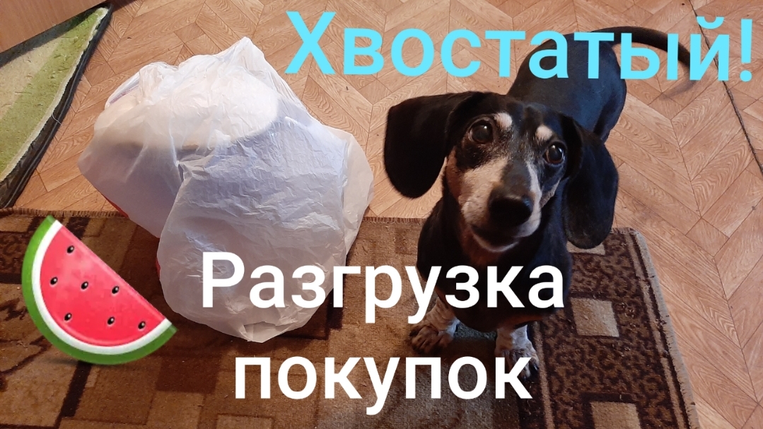 Собака такса! Хвостатый, разгрузка покупок!