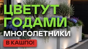 25 ЛУЧШИХ многолетников для кашпо 🌿 Что посадить в контейнеры, чтобы красиво всё лето