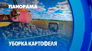 В Беларуси стартовала уборка картофеля! Панорама