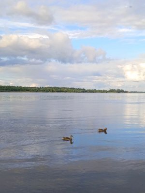 тролингую