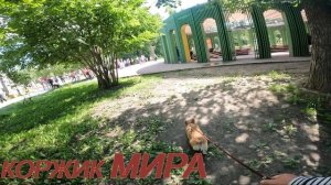 Коржик Мира тусит  в парке