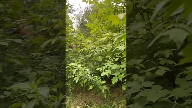 Овраги в лесу