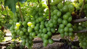 ИСПОЛИН!!!🍇🍇🍇 ГИГАНТ ОТ КАЛУГИНА!!! Telegram, WhatsApp, Vlber и MAX +79528500417.