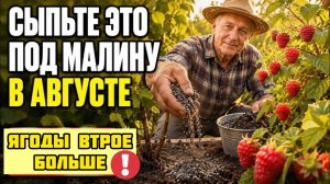 Насыпьте ЭТО под МАЛИНУ в АВГУСТЕ -  и куст завалит ягодой через год.