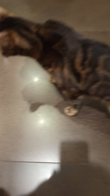 котик добрый