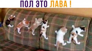 ПОЛ ЭТО ЛАВА!!! ААААА!))) Приколы с котами