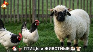 Сельские мотивы 🐏🐓🐇 Видео для души и радости 🌞 (72)