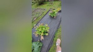 Дачные приключения облепиховые.