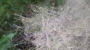 Первая могила Золотарёва также пуста...