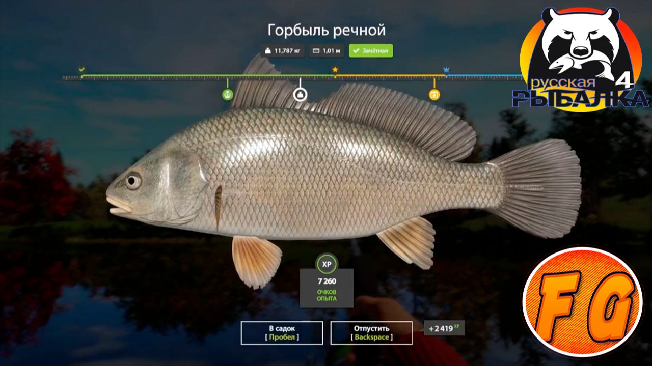 Горбыль речной на Лосином озере. Русская рыбалка 4. рр4..Russian Fishing 4