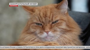 В Лангепасе историю берегут не только люди, но и котики