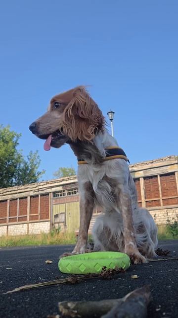 🐕