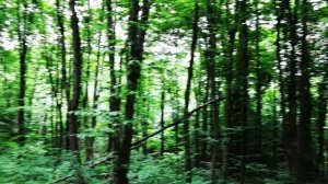Матрица ГАРЯЕВА . Богатство. Активируй поток финансового изобилия. Канал: Tirtha_Relax на YouTube.