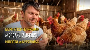 Куры две недели без нас: возвращение из Крыма, яйца и дебикирование 🐔✈️