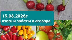 01.08.2026 Итоги и заботы в огороде
