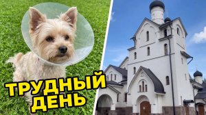 Ждем звонка от врача 😟 Обрезали воротник Жене, бассейн и прогулка